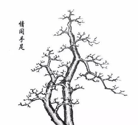 树桩盆景的制作步骤是什么？制作树桩盆景的技巧有哪些？