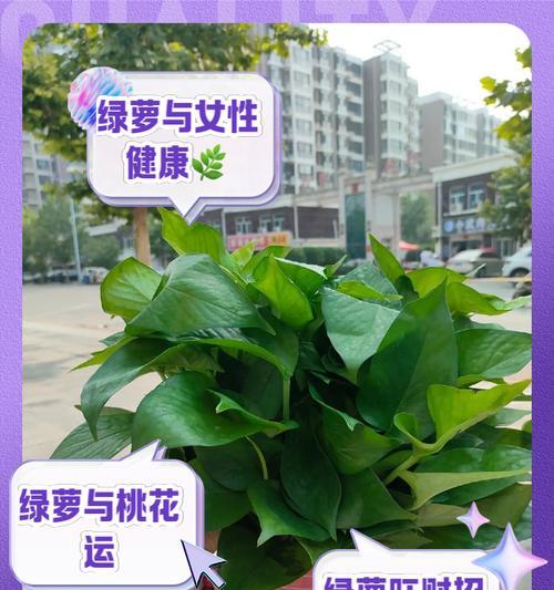 绿萝施肥有什么讲究？适合绿萝的肥料有哪些？