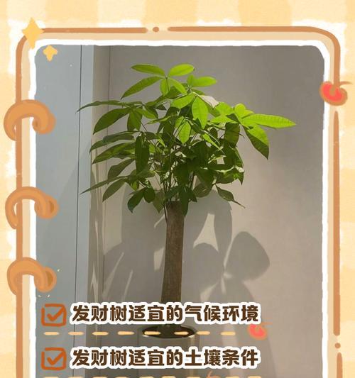 发财树怎么种植才能茁壮成长？
