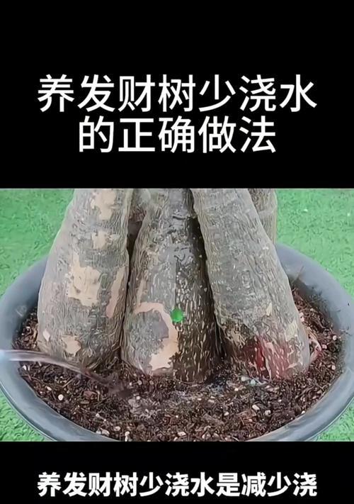 发财树怎么种植才能茁壮成长？