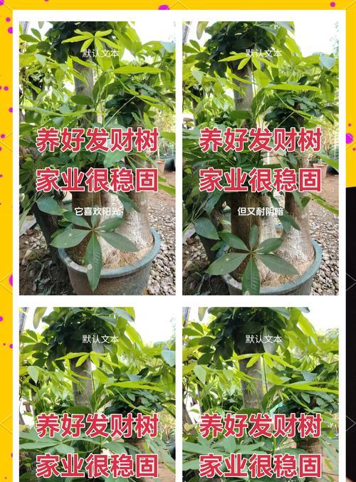 发财树怎么种植才能茁壮成长？