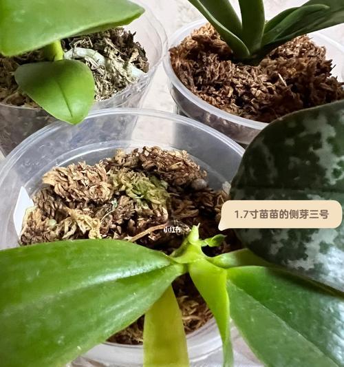 胡蝶兰种植应选择哪种土壤？土壤对胡蝶兰生长的影响如何？