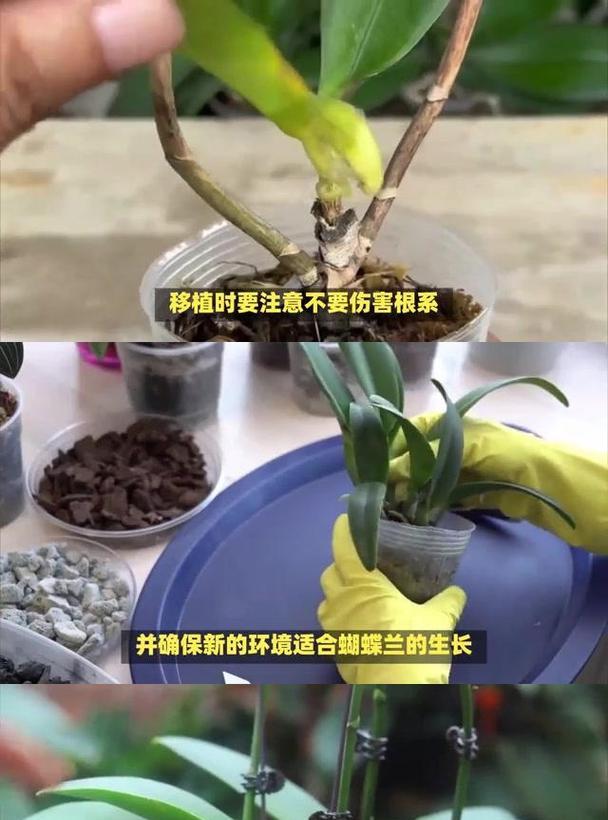 胡蝶兰种植应选择哪种土壤？土壤对胡蝶兰生长的影响如何？