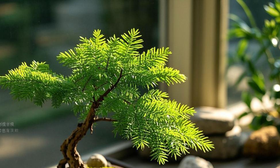 盆栽水杉的养护要点是什么？怎样才能养好？