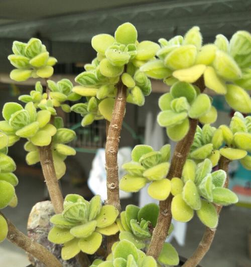 碰碰香木质化后如何处理才能恢复？