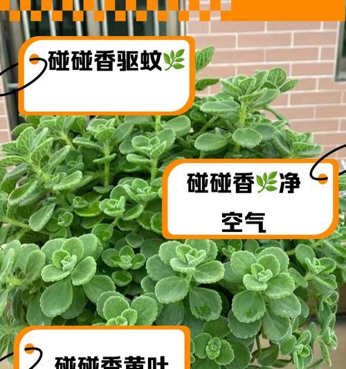 碰碰香木质化后如何处理才能恢复？
