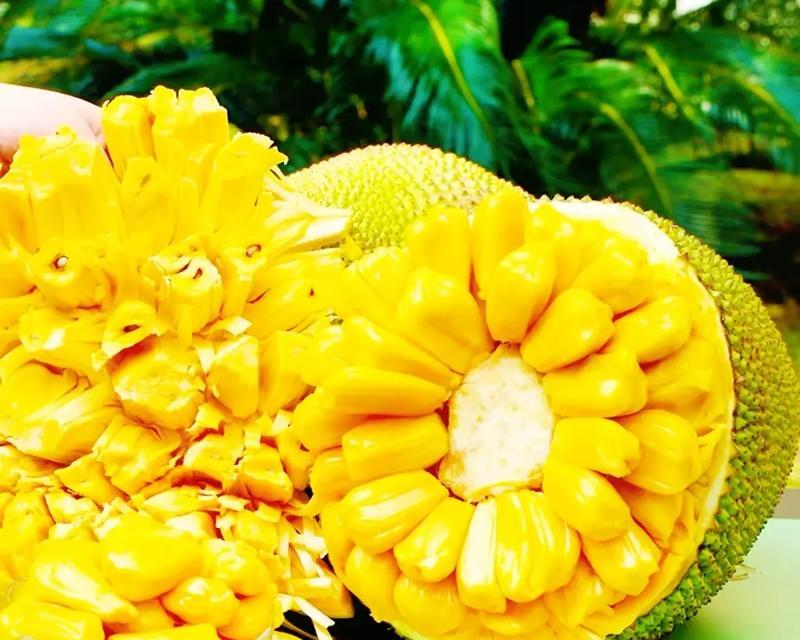 菠萝蜜种植方法和注意事项是什么？