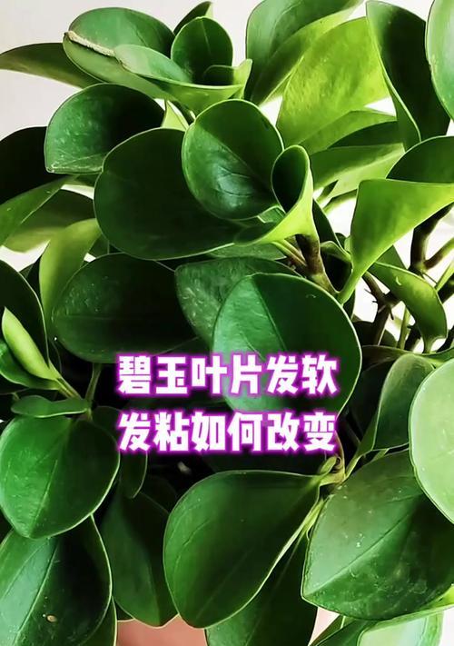 碧玉植物的养殖方法有哪些？怎样保持其叶色鲜亮？