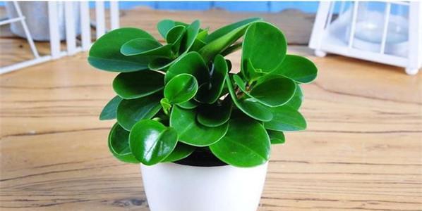 碧玉植物的养殖方法有哪些？怎样保持其叶色鲜亮？