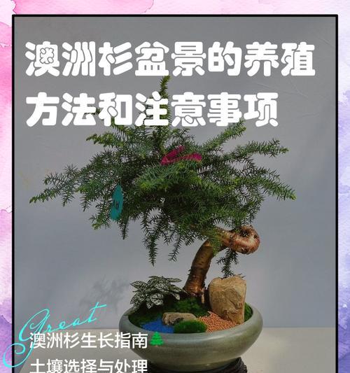 澳洲杉的养殖环境和护理要点？