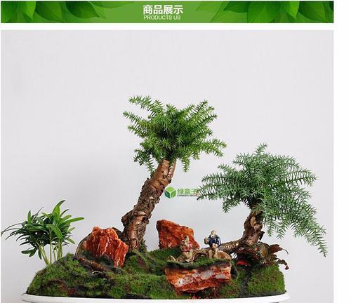 澳洲杉的养殖环境和护理要点？