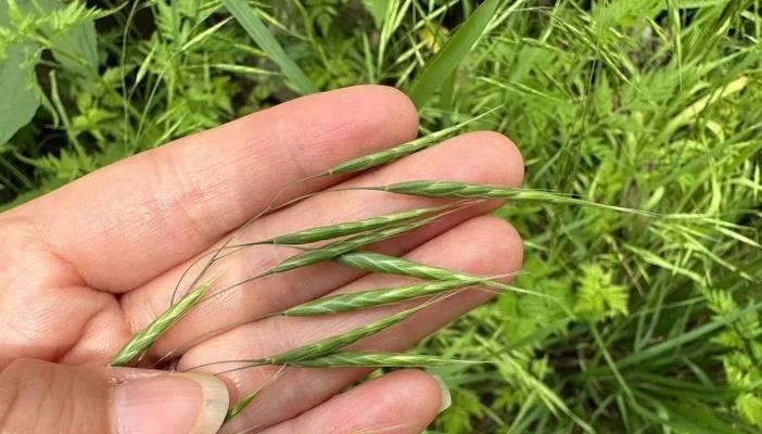 蒲儿根属于哪个科？它的科属特性是什么？
