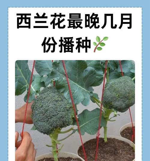 兰花种植的正确步骤是什么？