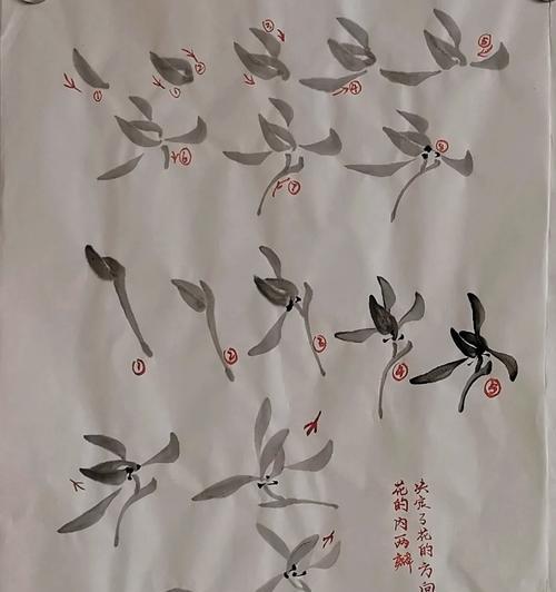 兰花种植的正确步骤是什么？