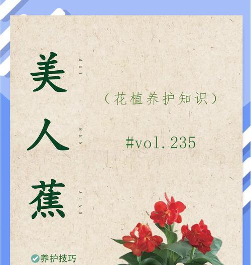 美人蕉的养护技巧有哪些？如何让美人蕉长得更好？
