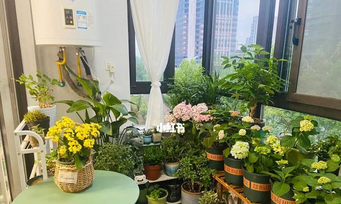 阳台养花有哪些技巧？如何选择适合阳台的花卉？