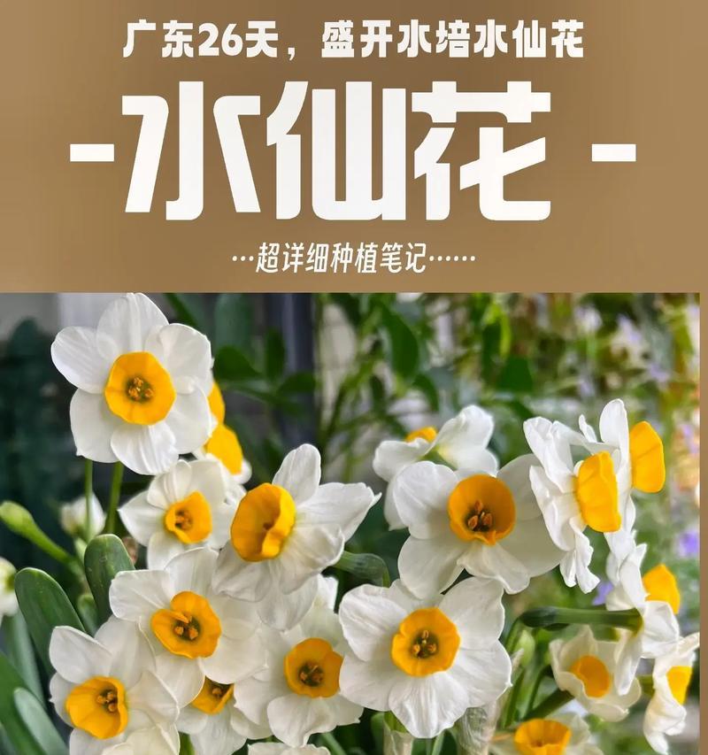 水仙花养殖需要注意哪些事项？