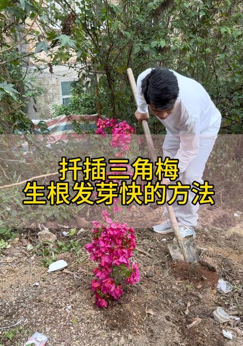 三角梅繁殖的简单方法有哪些？