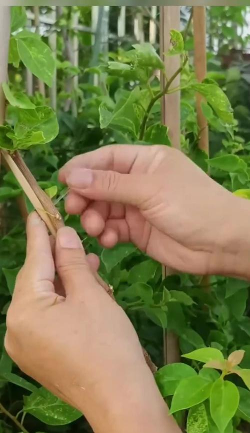 三角梅繁殖的简单方法有哪些？