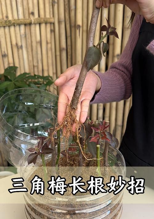 三角梅繁殖的简单方法有哪些？