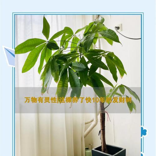 发财树如何换盆？换盆的正确方法是什么？