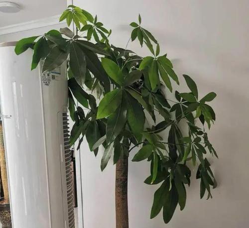发财树如何换盆？换盆的正确方法是什么？