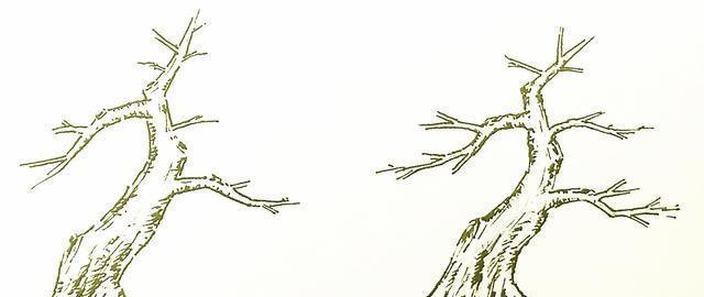 树桩盆景截干蓄枝技巧有哪些？