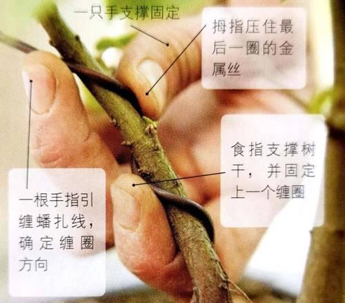 树桩盆景截干蓄枝技巧有哪些？