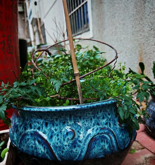 种植铁线莲应该选择哪种花盆？花盆材质对铁线莲有何影响？