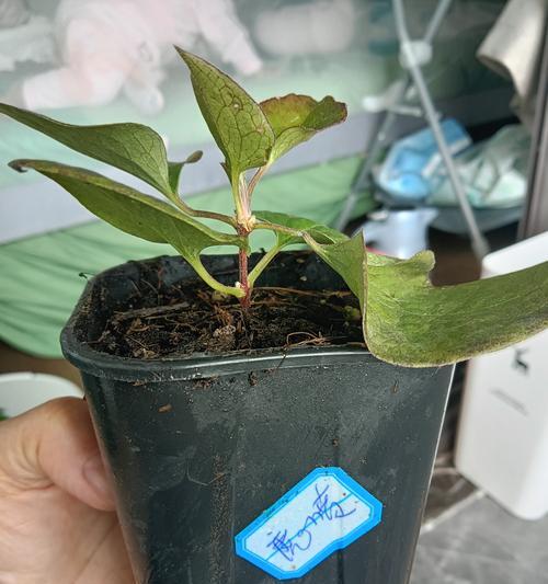 种植铁线莲应该选择哪种花盆？花盆材质对铁线莲有何影响？