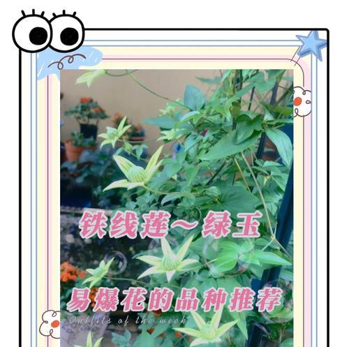 种植铁线莲应该选择哪种花盆？花盆材质对铁线莲有何影响？