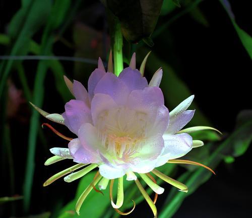 昙花的外观特征是什么？昙花的生长习性如何？