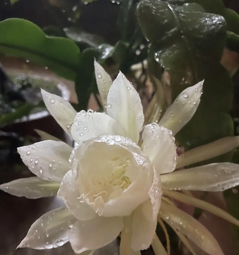 昙花的外观特征是什么？昙花的生长习性如何？