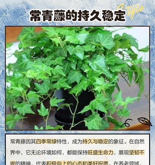 常青藤的繁殖技巧有哪些？怎样才能快速繁殖？