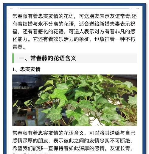 常青藤的繁殖技巧有哪些？怎样才能快速繁殖？
