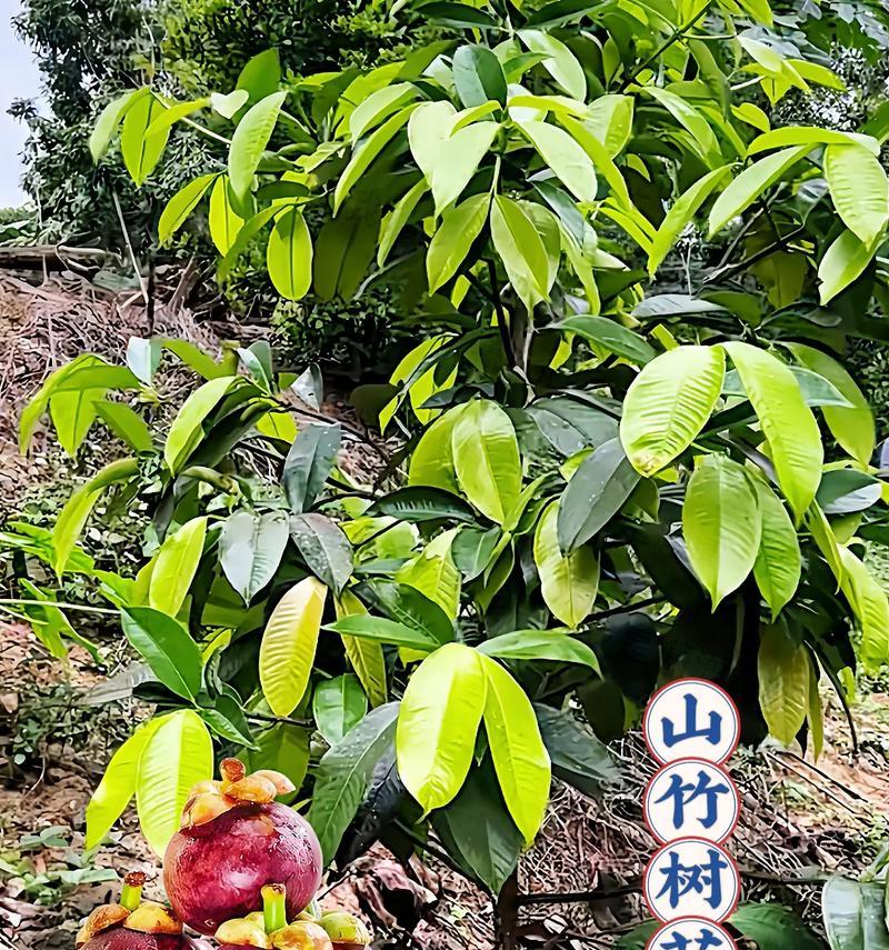 盆栽山竹怎么会结果？如何促进其结果实？