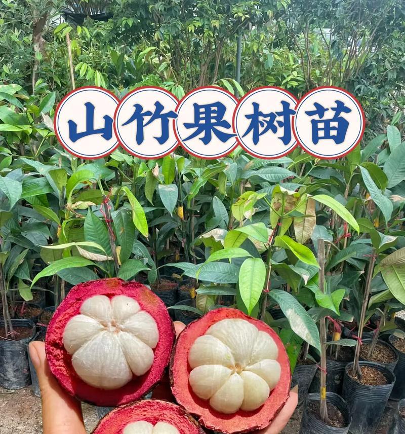 盆栽山竹怎么会结果？如何促进其结果实？