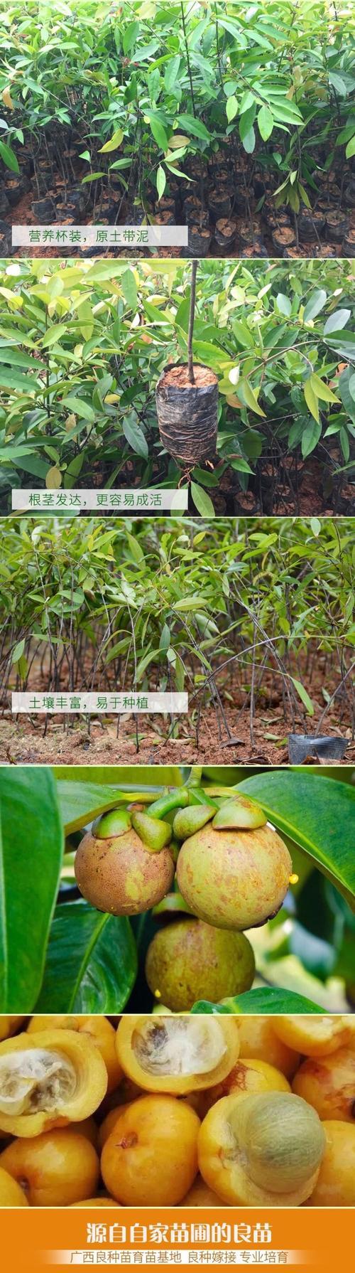 盆栽山竹怎么会结果？如何促进其结果实？
