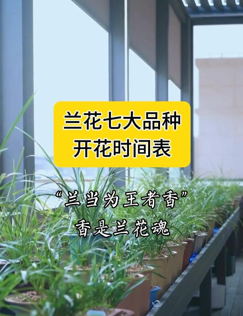 兰花的正确种植和养护方法是什么？