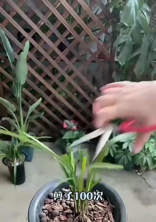 兰花的正确种植和养护方法是什么？