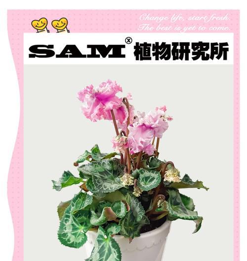 仙客来夏季养护要点是什么？如何安全度夏？
