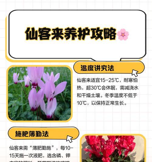 仙客来夏季养护要点是什么？如何安全度夏？