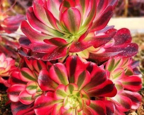 法师多肉植物哪个品种最漂亮？法师品种的选择和养护技巧是什么？