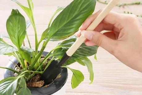 大型盆栽松土的正确步骤是什么？