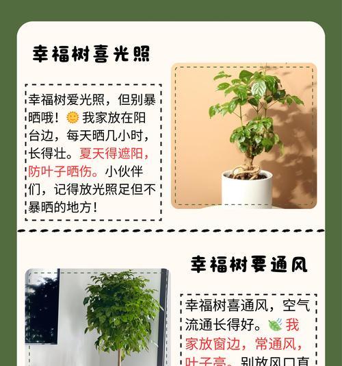 家庭盆栽养护的常见问题有哪些？如何正确养护家庭盆栽？