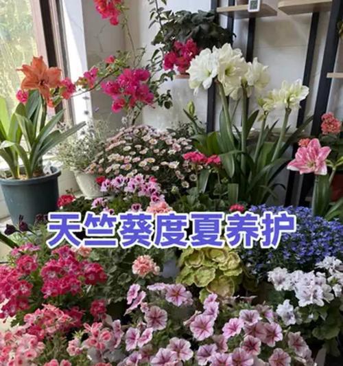 家庭盆栽养护的常见问题有哪些？如何正确养护家庭盆栽？