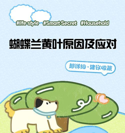 蝴蝶兰叶片发黄的处理方法是什么？