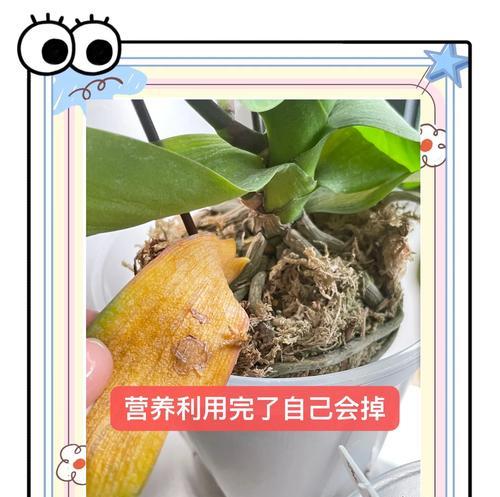 蝴蝶兰叶片发黄的处理方法是什么？