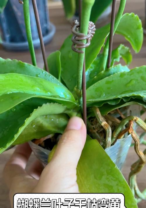 蝴蝶兰叶片发黄的处理方法是什么？
