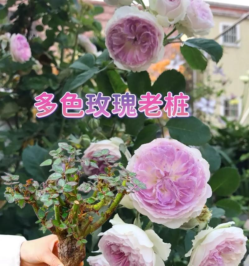 月季花品种大全是怎样的？如何选择？